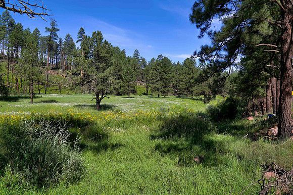 Meadow Along Beaver Creek
