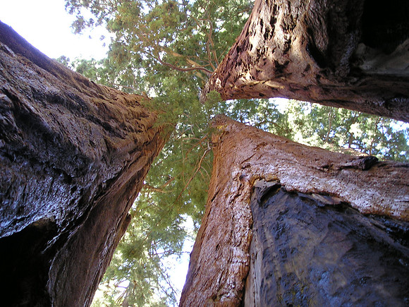 The Parker Group in Sequoia National Park
