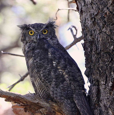 Great Horned Owl