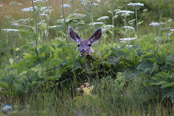 Deer at Yosemite National Park