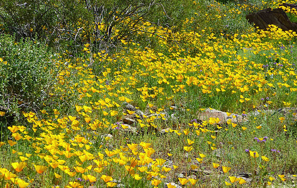 Mexican Gold Poppies in North Mountain Park in Phoenix