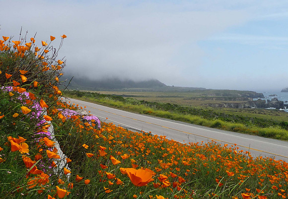 Gold Poppies along the Pacific Coast Highway