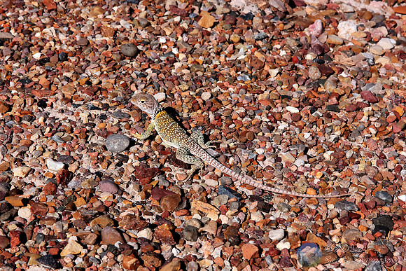 Lizard in Petrified Forest National Park