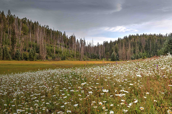 Wildflowers Near Hannagan Meadow