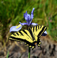 Tiger Swallowtail Butterfly