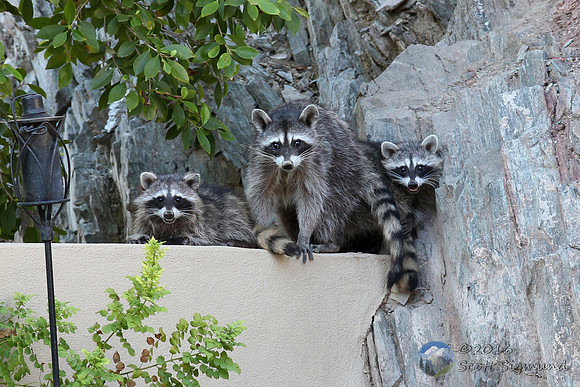 Raccoon family in north central Phoenix