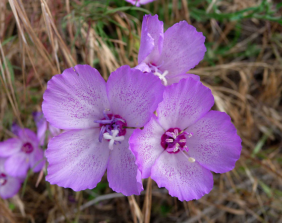 Wildflowers in Kern River Valley