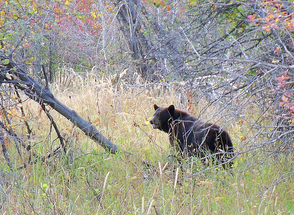 Female Black Bear