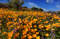 Mexican Goldpoppies near Saguaro Lake