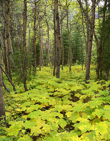 Along the trail to Grinnell Lake