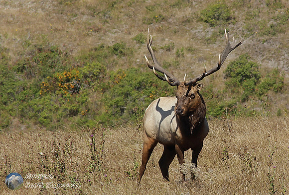 Bull Elk at Point Reyes National Seashore