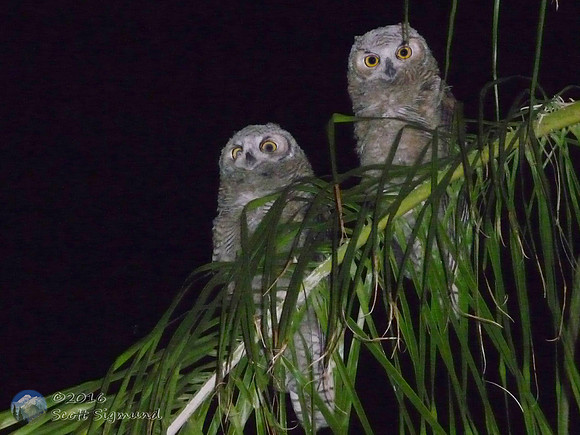 Baby owls in backyard palm tree
