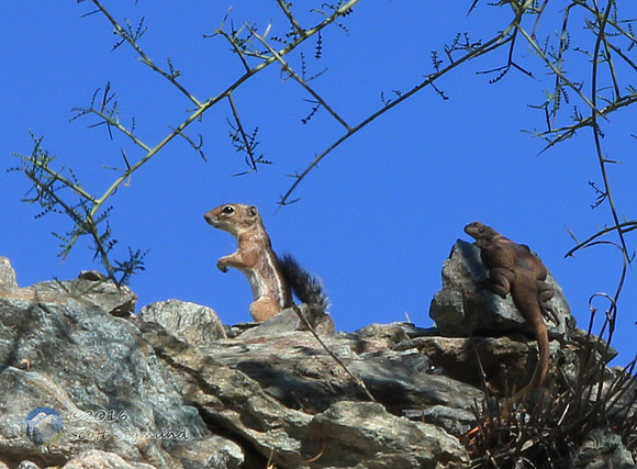 Chuckwalla versus chipmunk