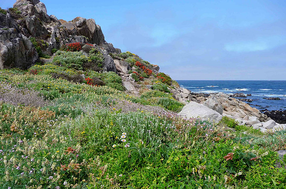 17 Mile Drive in Monterey Peninsula