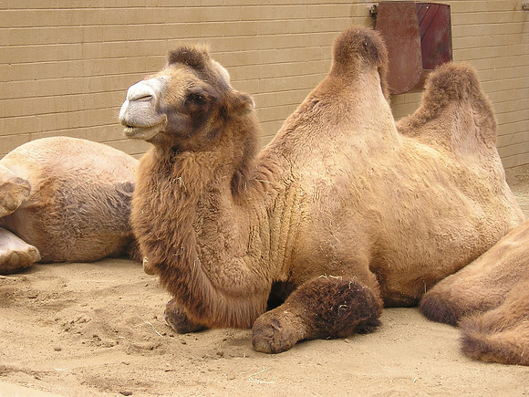 Hump Daaay!  Yeah!