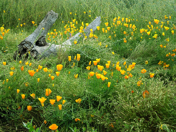 Wildflowers along Siphon Draw in the Superstition Mountains near Phoenix Arizona