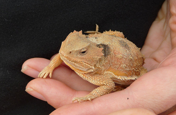 Desert Horned Lizard