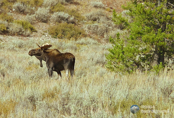 Moose in Grand Teton