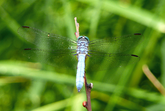 Dragonfly in Lockett Meadow