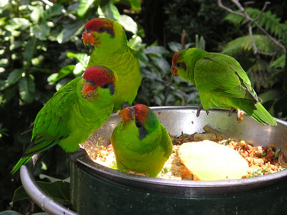 Birds of a feather