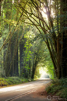 Redwoods National Park