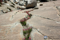 Nature finds a foothold in Yosemite National Park