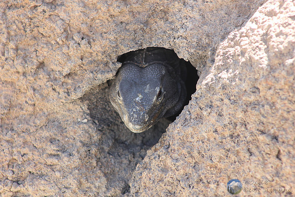 Gila Monster